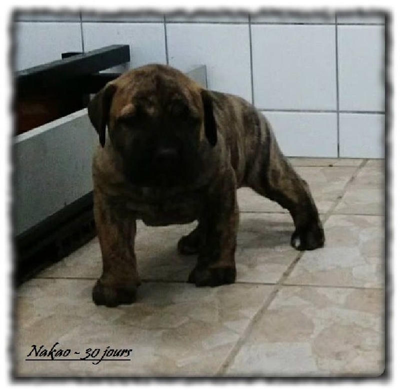 Vom Kriegerherz - Dogo Canario - Portée née le 09/01/2017